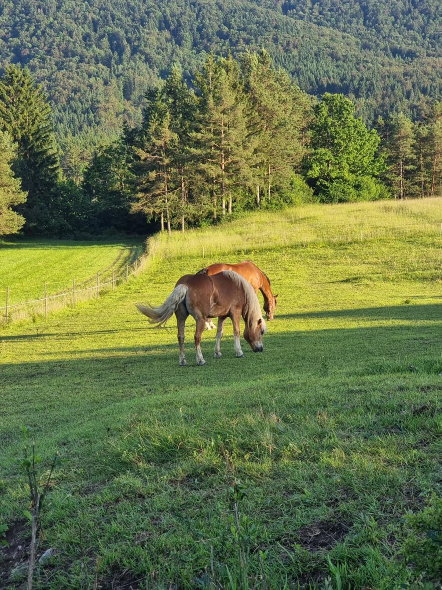 Notranjska Hisa - Traditional Country House, Close To The World Attraction Cerknica Lake Begunje pri Cerknici Bagian luar foto